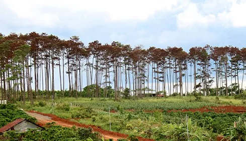 Thông tin từ đường dây nóng